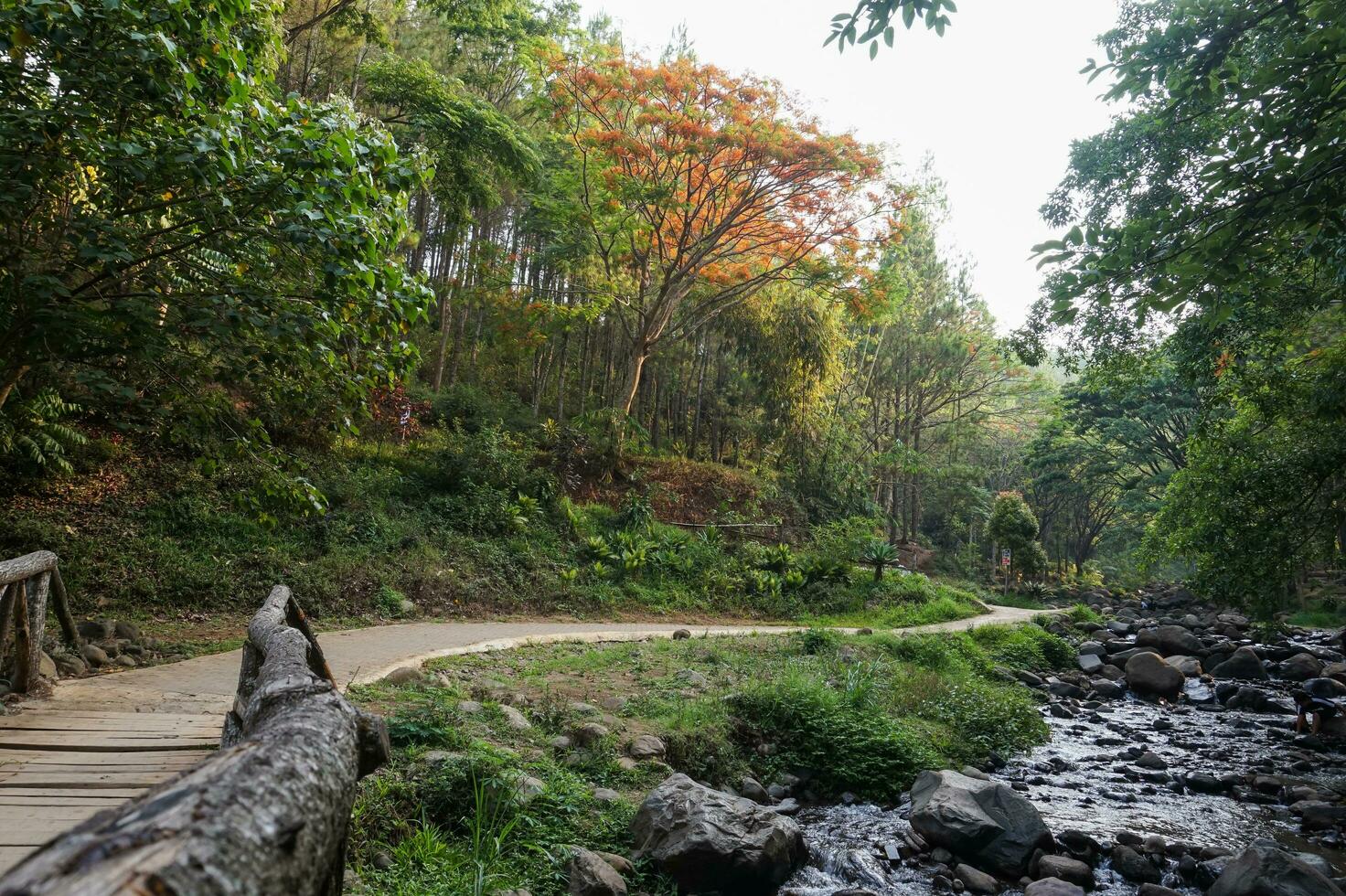 mooi pijnboom Woud van bedengan, malang, Indonesië foto