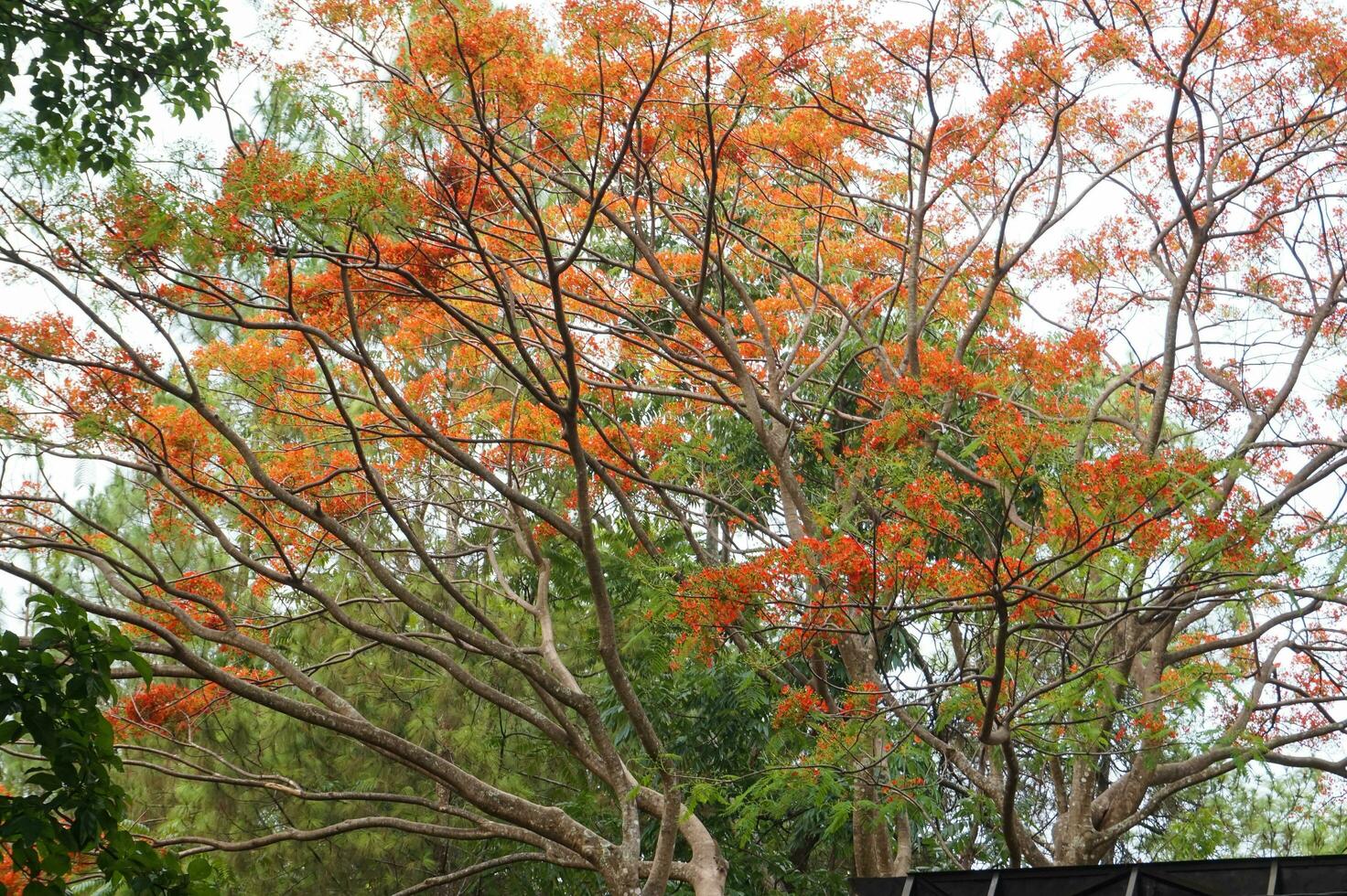 achtergrond van oranje bloemen van caesalpinia pulcherrim boom, Java, Indonesië foto