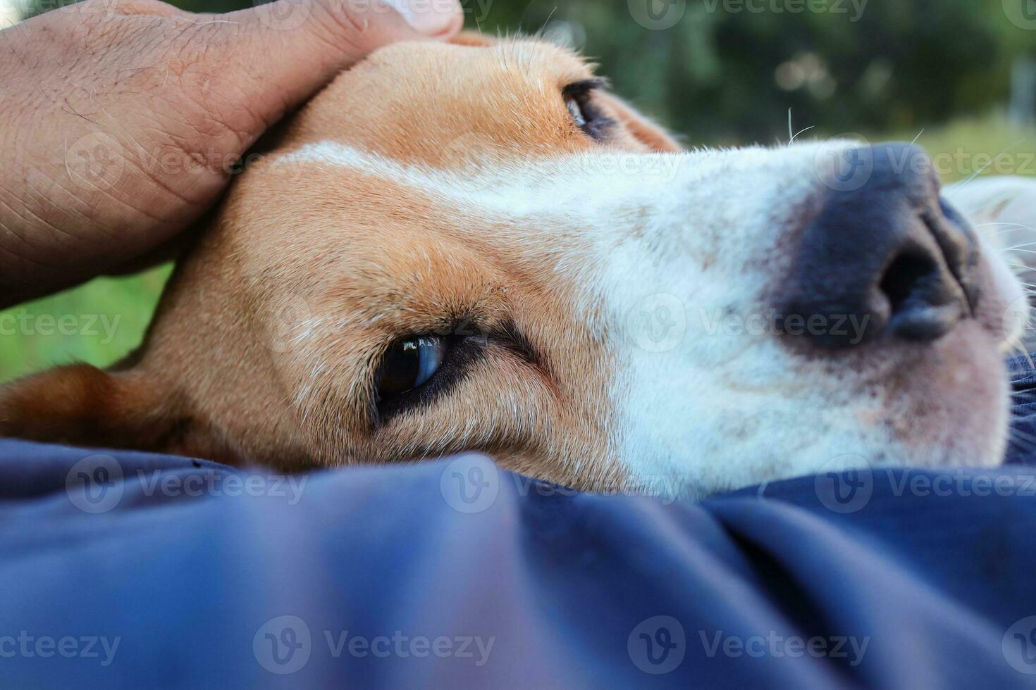 een aanbiddelijk brak hond slapen Aan de eigenaren buik. foto