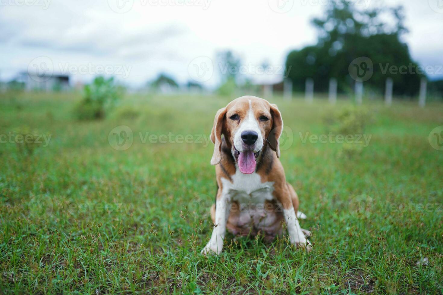 een schattig driekleuren brak hond geeuwen terwijl zittend Aan de gras veld. foto