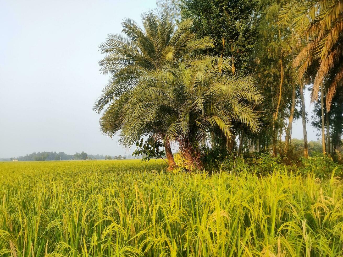 natuurlijk achtergrond van rijstveld met palm boom afbeelding foto