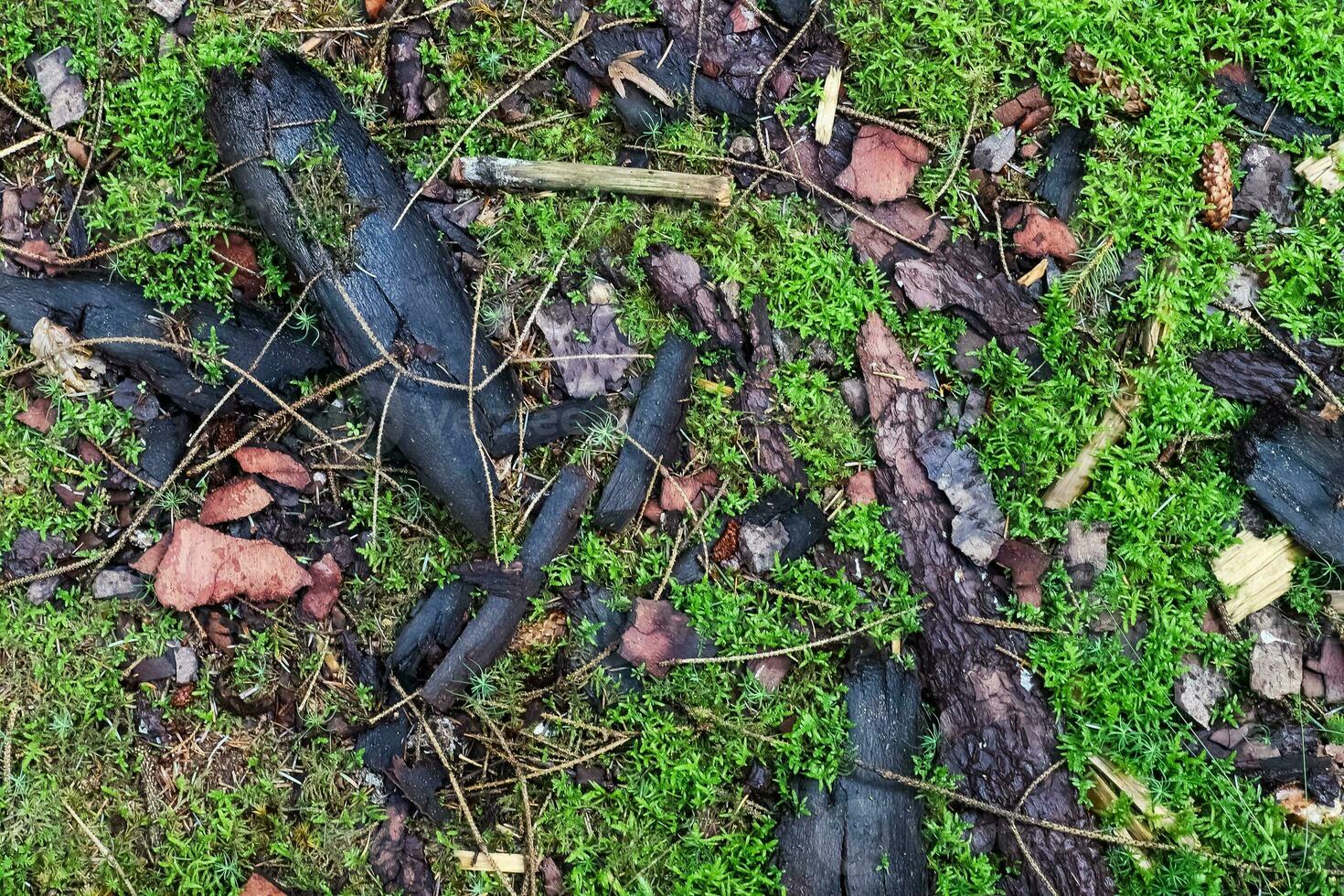 gedetailleerd dichtbij omhoog visie Aan een Woud grond structuur met mos en takken foto