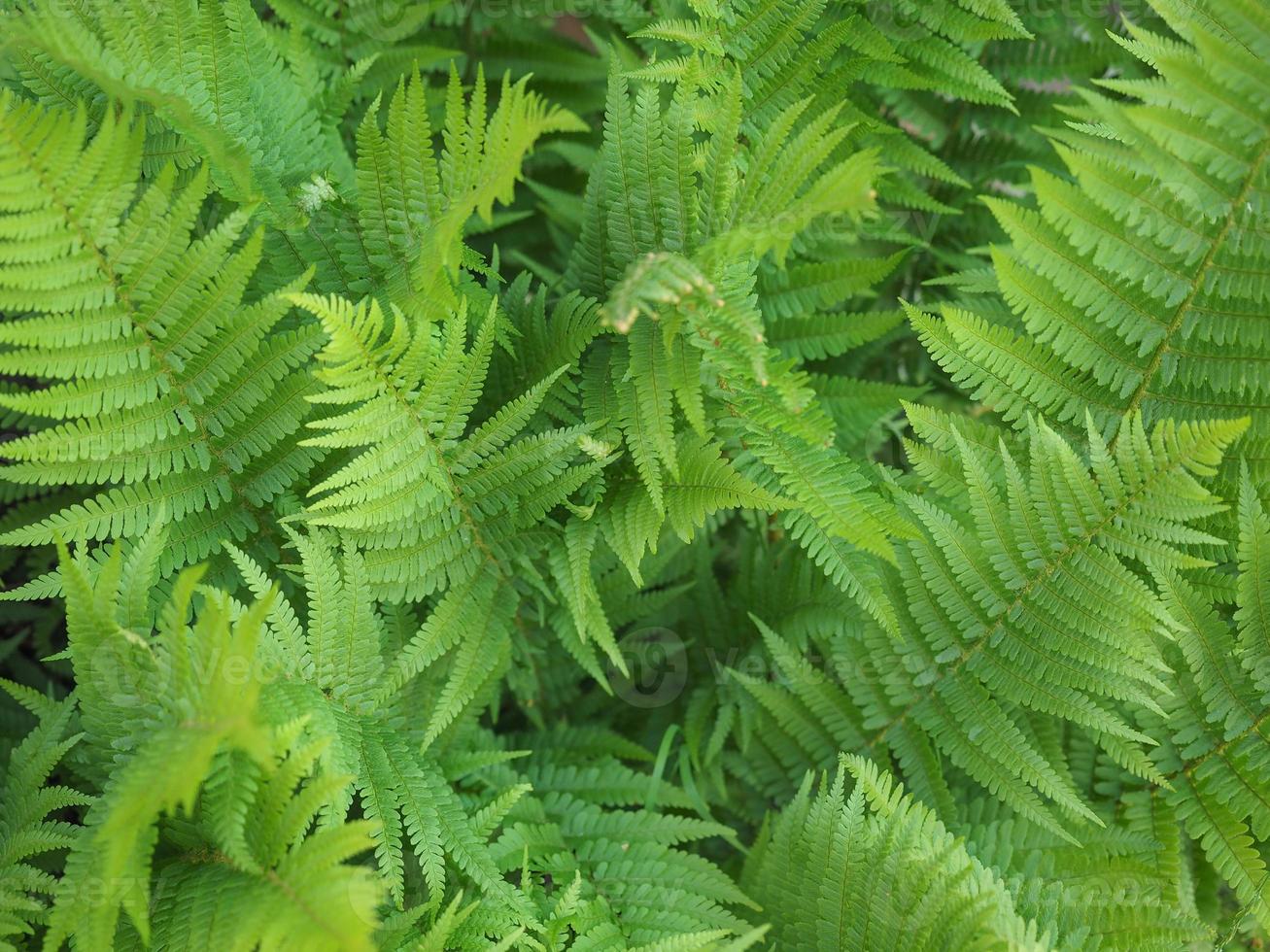 groene varenplant foto