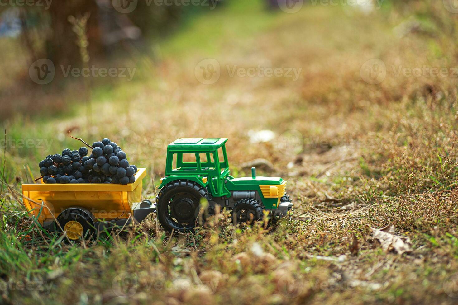 groen speelgoed- trekker met aanhangwagen draagt zwart rijp druiven. oogsten concept foto