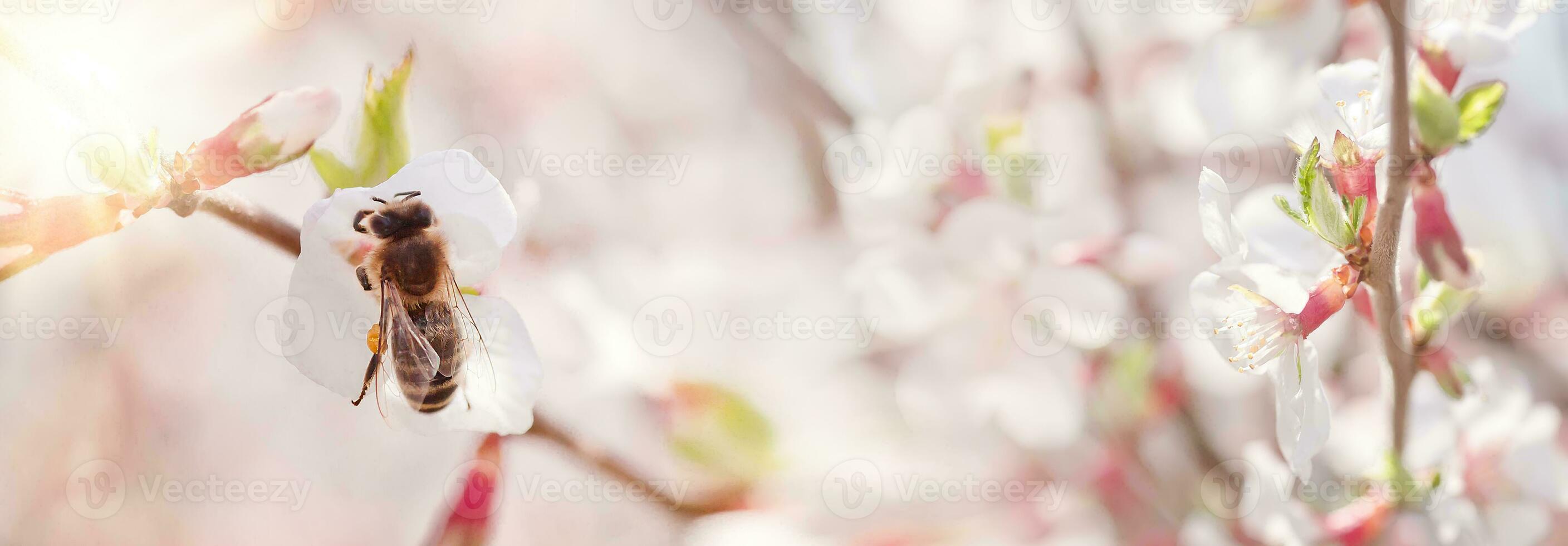 bij Aan bloem van Nanking kers prunus tomentosa foto