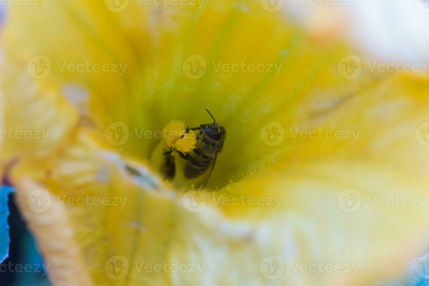 een bij verzamelen nectar van een pompoen bloem. een honingbij zit Aan de stamper van reusachtig geel pompoen bloem. foto