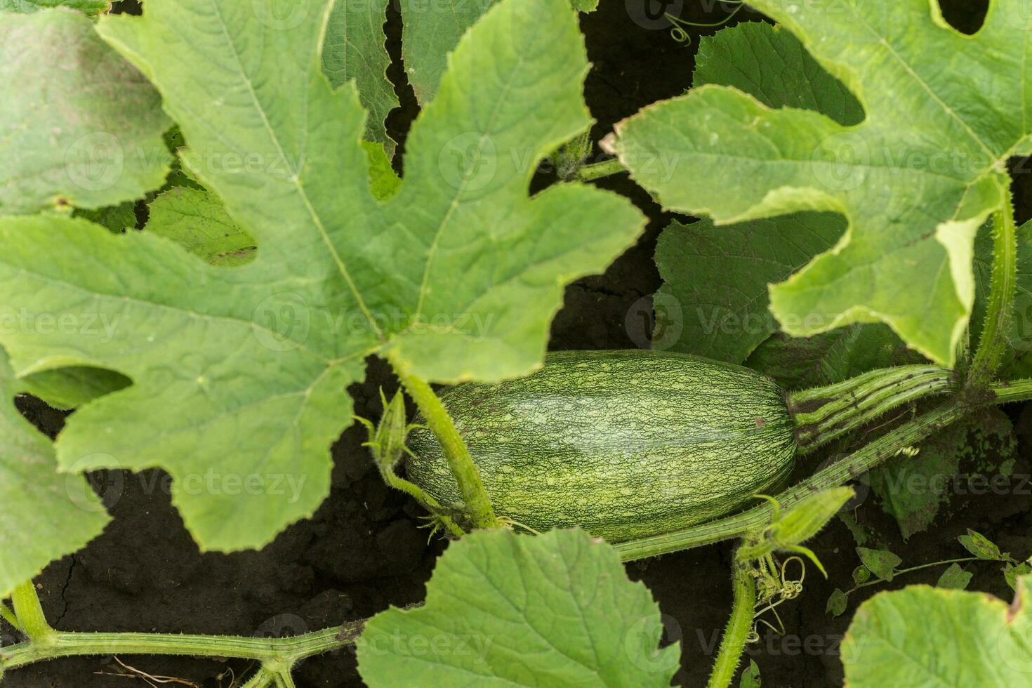 cucurbita pepo tussen de struiken in de tuin omringd door bladeren. groen niet rijp pompoen in de tuin in de dorp. ecologisch landbouw. zuiver Product gekiemd Aan de plaats. foto