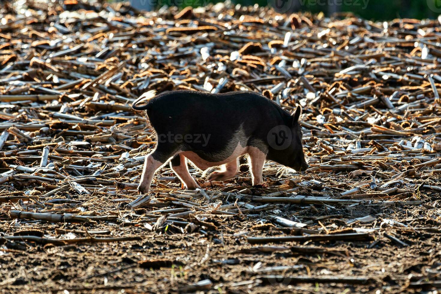 Vietnamees dikbuikig varken. boerderij dier. zoogdier en varken. landbouw en varkensvlees. foto