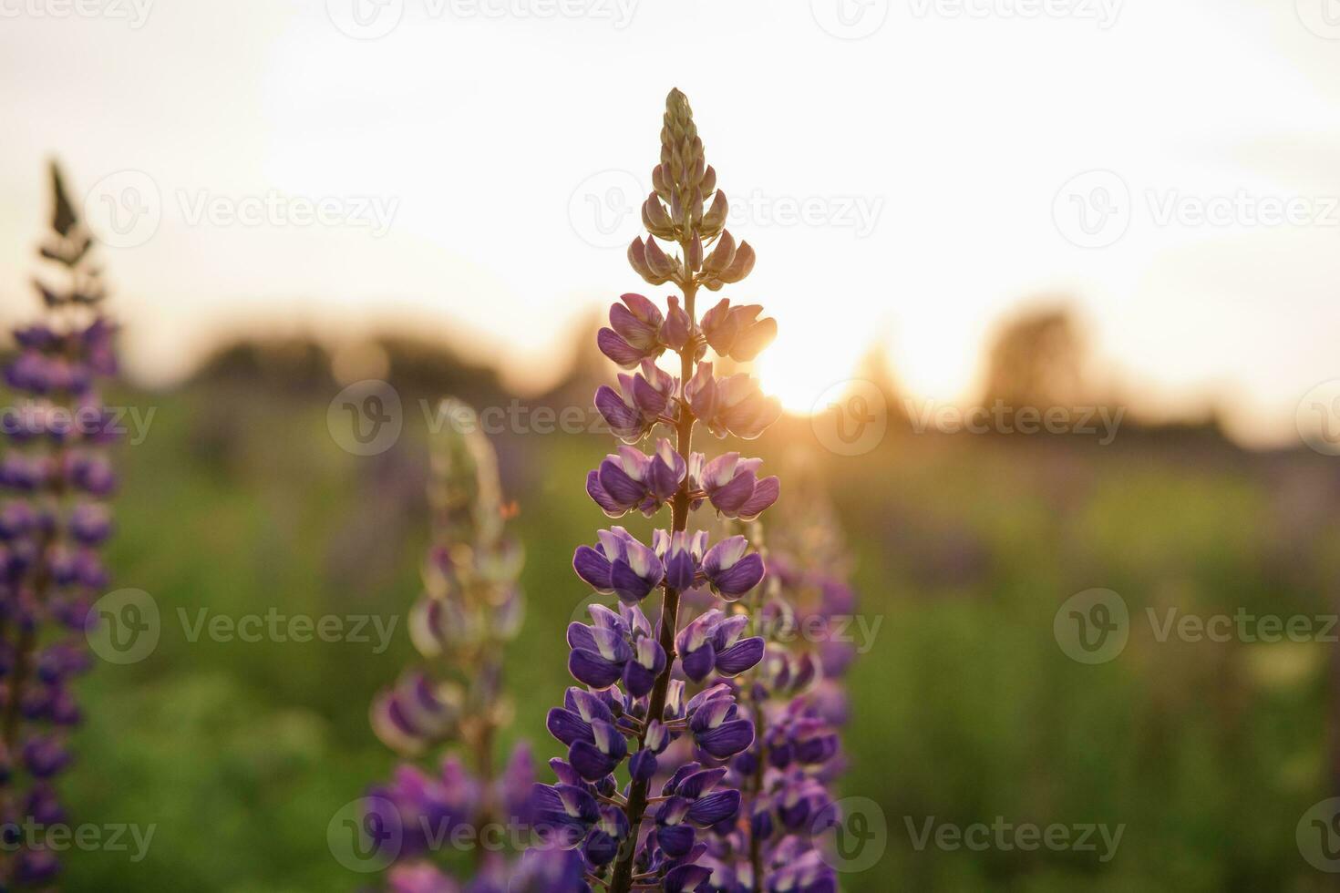 foto's van lupine bloemen in natuur foto