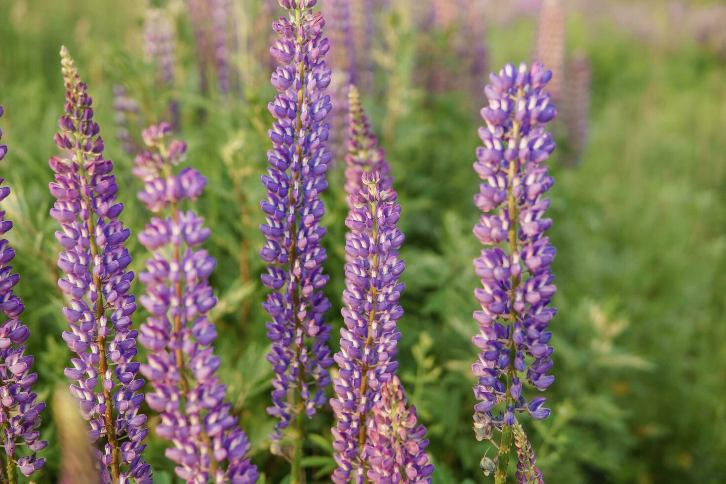 foto's van lupine bloemen in natuur foto