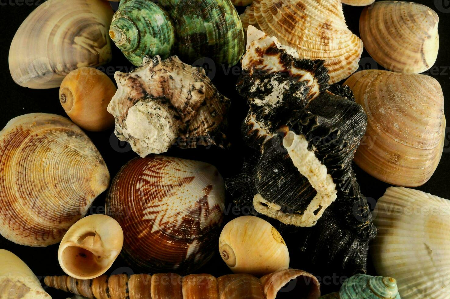een verscheidenheid van schelpen en andere zee schepsels foto