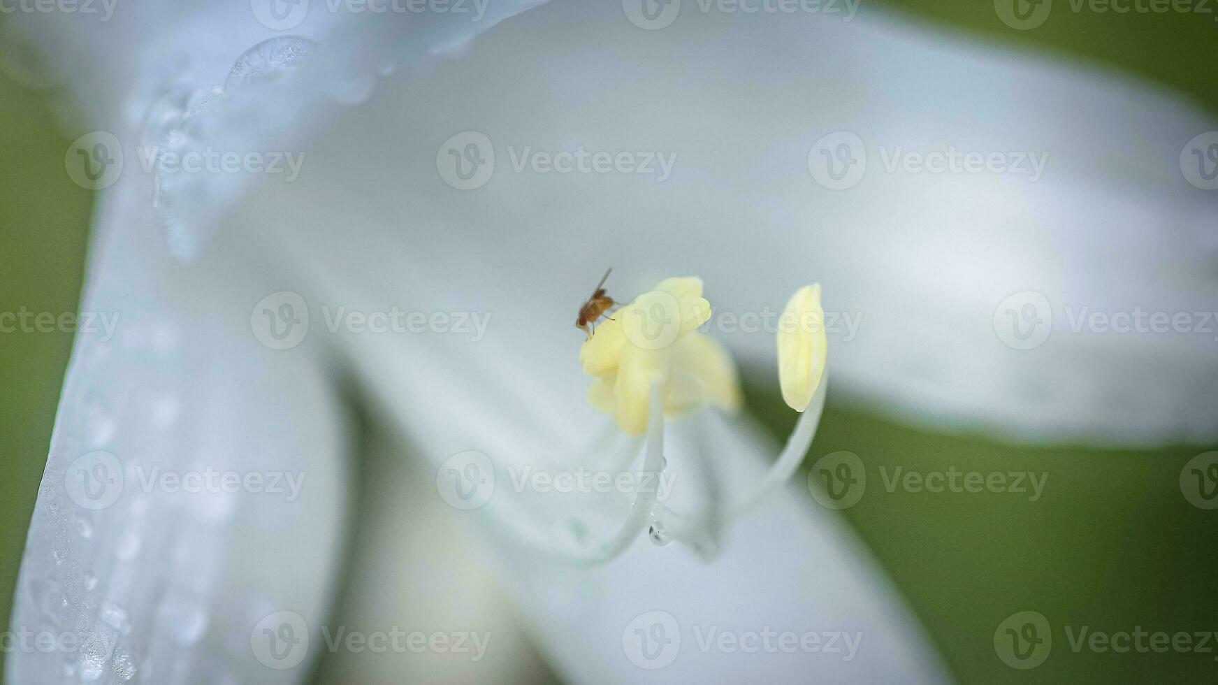 gastheer, hosta's, weegbree lelies, giboshi wit bloem met laten vallen macro visie. achtergrond van hosta bladeren. meerjarig. foto