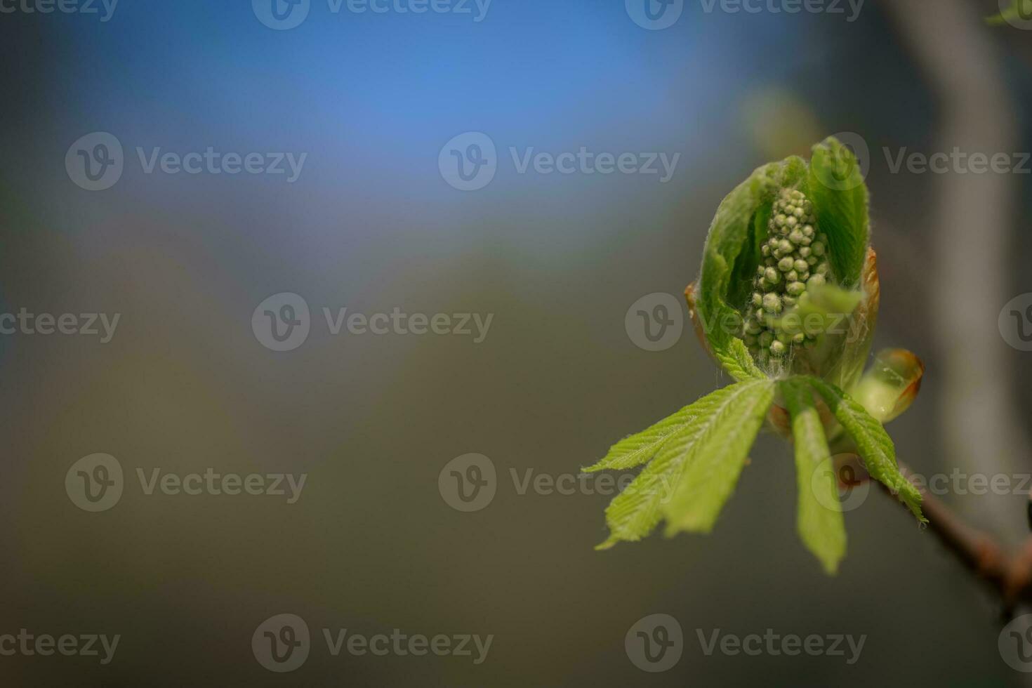 jong bladeren en bloem bloemknoppen van paard kastanje in mei in de lente. foto