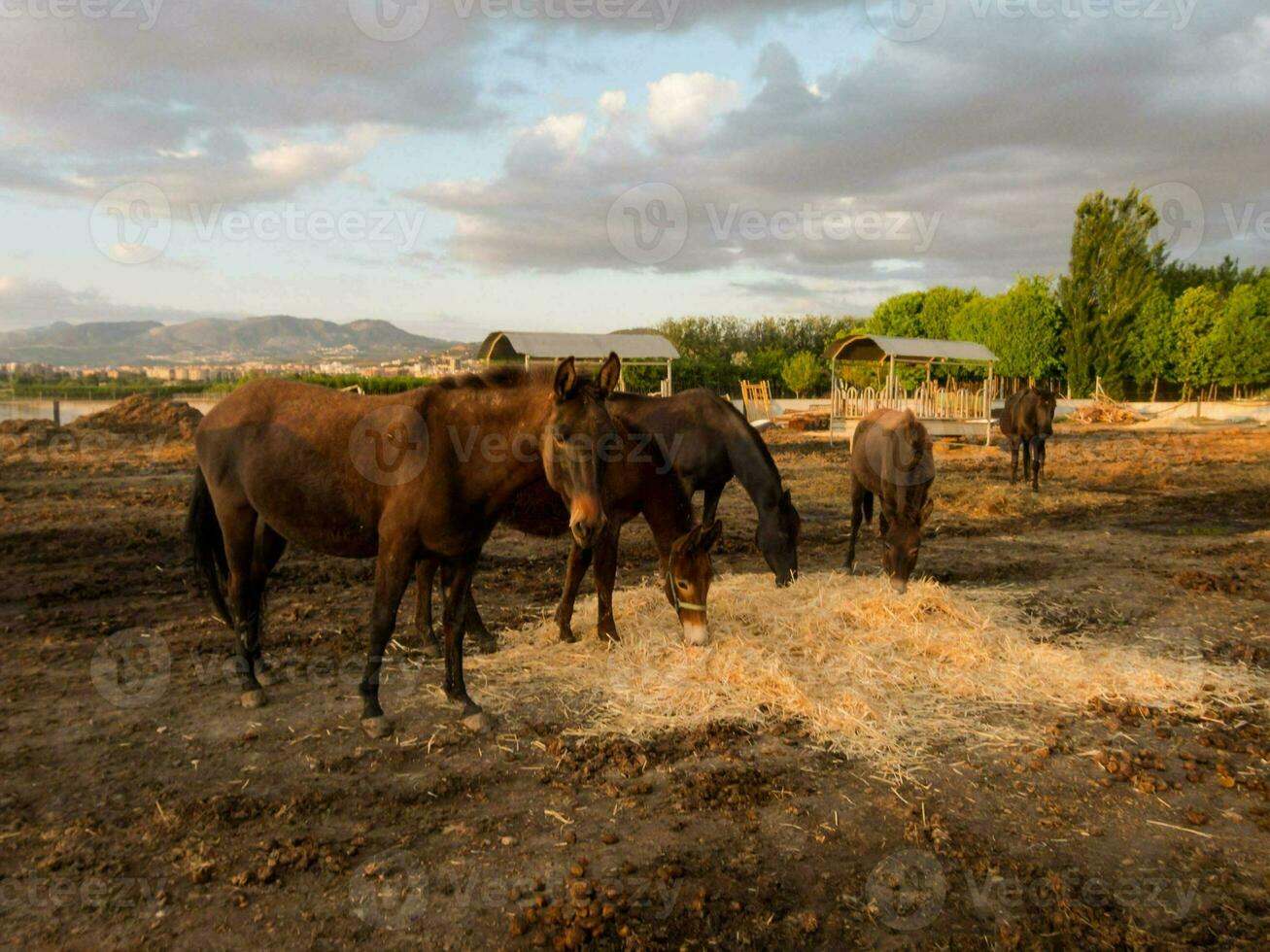 twee paarden aan het eten hooi in een veld- foto