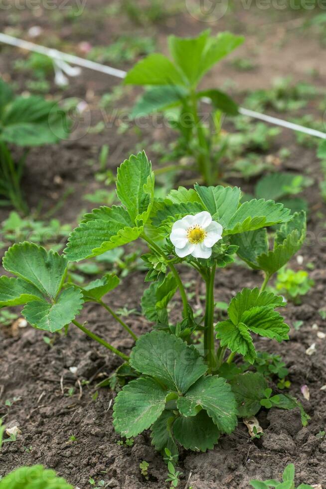 mooi wit aardbei bloem in de tuin. de eerste Bijsnijden van aardbeien in de vroeg zomer. natuurlijk achtergrond. foto