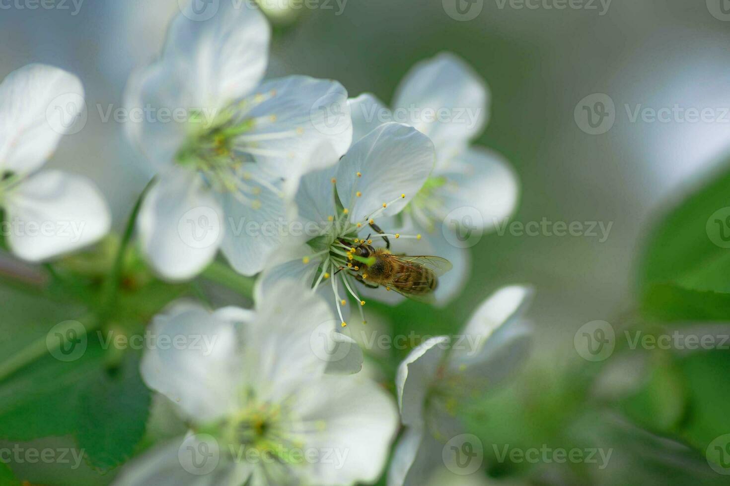 bij verzamelt stuifmeel en nectar wit bloemen kers boom. bloemen kers boom bloeide. honing en geneeskrachtig planten Oekraïne. bloeiend fruit bomen. foto