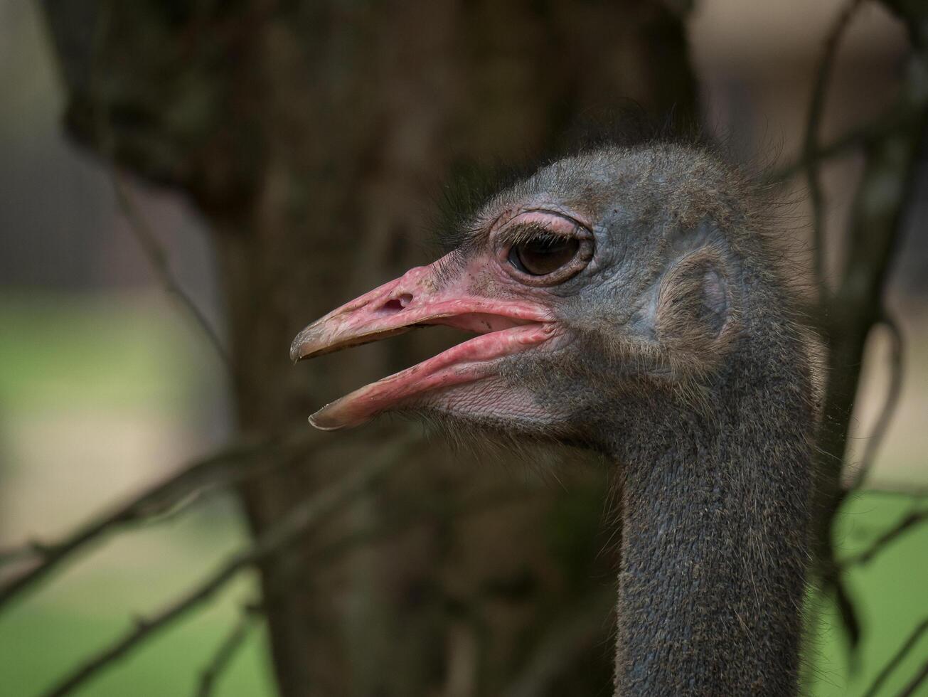 close up van struisvogel vogel hoofd en nek in het park foto