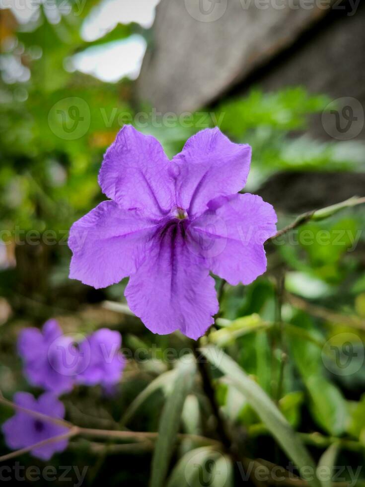 ruellia tuberosa bloemen ook bekend net zo miniwortel, koorts wortel, leeuwenbek wortel en schapen aardappel foto