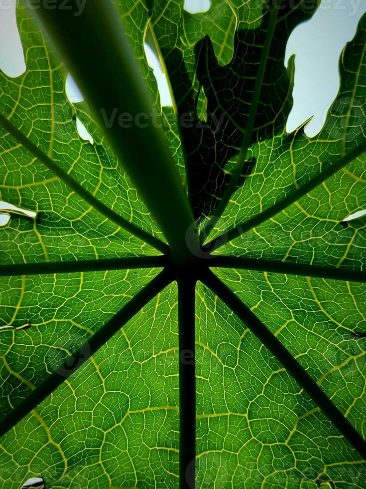 groen papaja bladeren met een uniek structuur foto