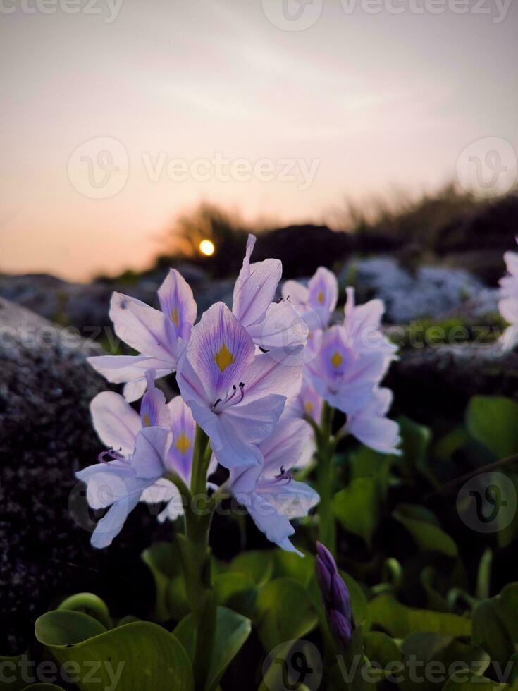 water hyacint bloemen of eichhornia crassipes groeit Aan de rand van de meer foto