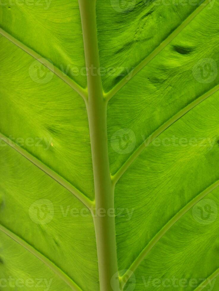 taro blad structuur dichtbij omhoog foto