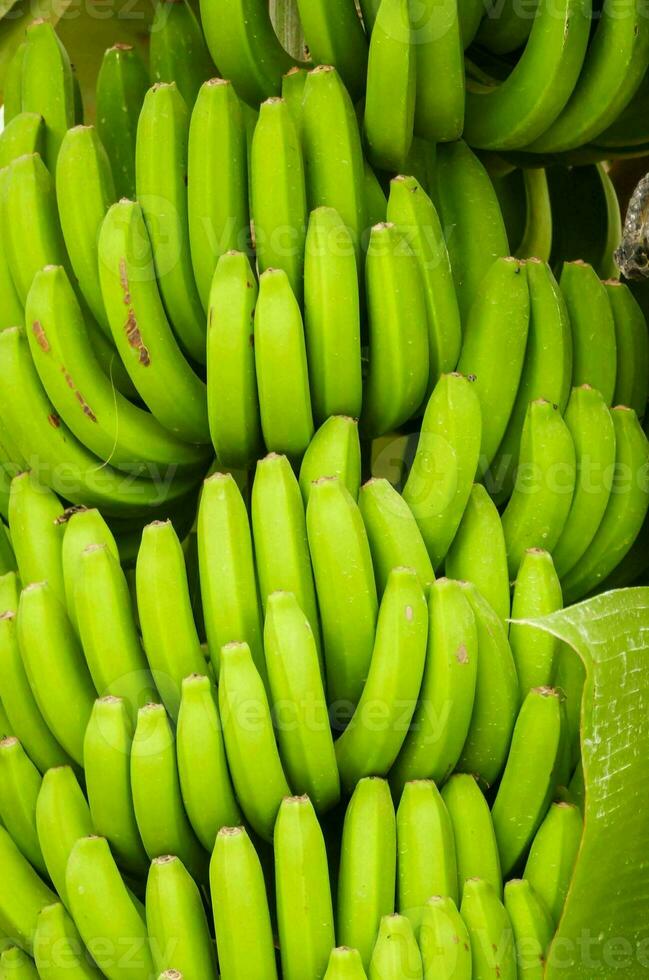 een bundel van groen bananen hangende van een boom foto