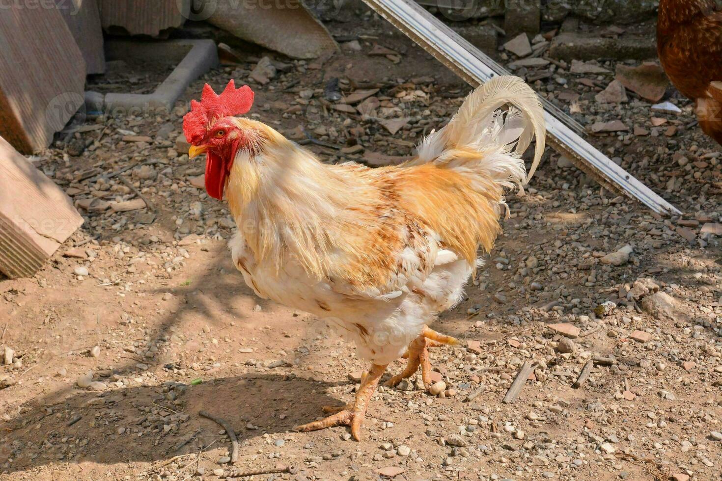 een haan wandelen in de aarde foto