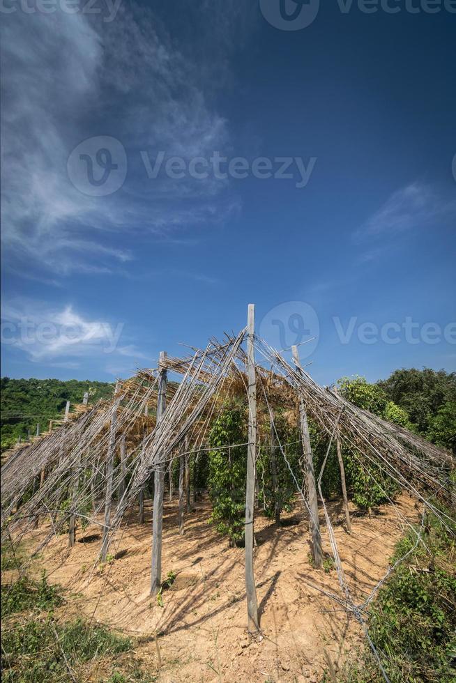 biologische peperboerderij peperkorrels bomen teelt uitzicht in kampot cambodja foto