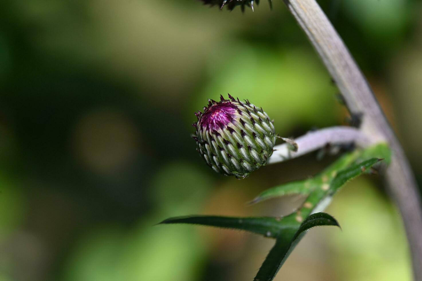 wit bloem van decoratief linnen tussen groen bladeren foto