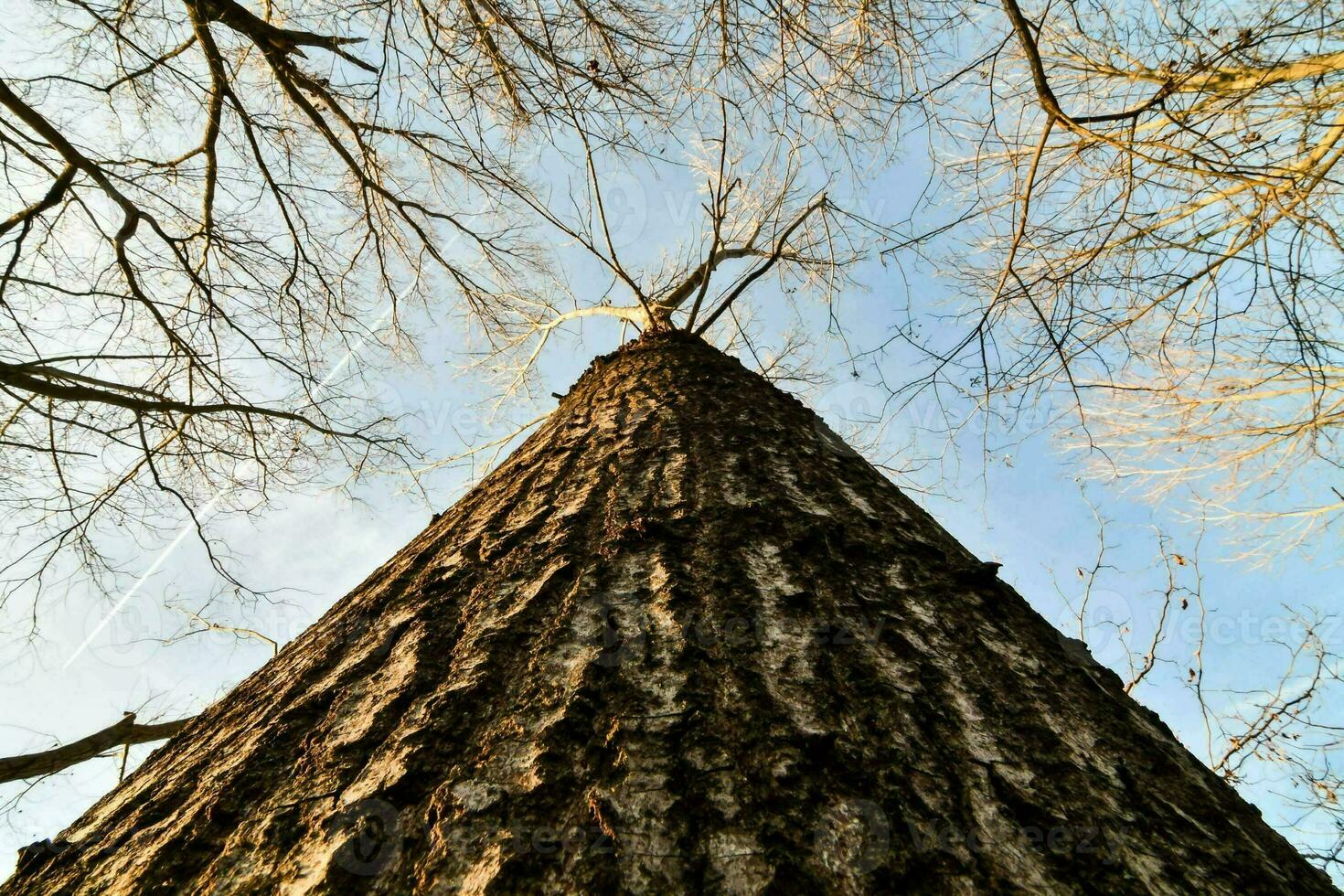 een boom is gezien van de grond op zoek omhoog foto