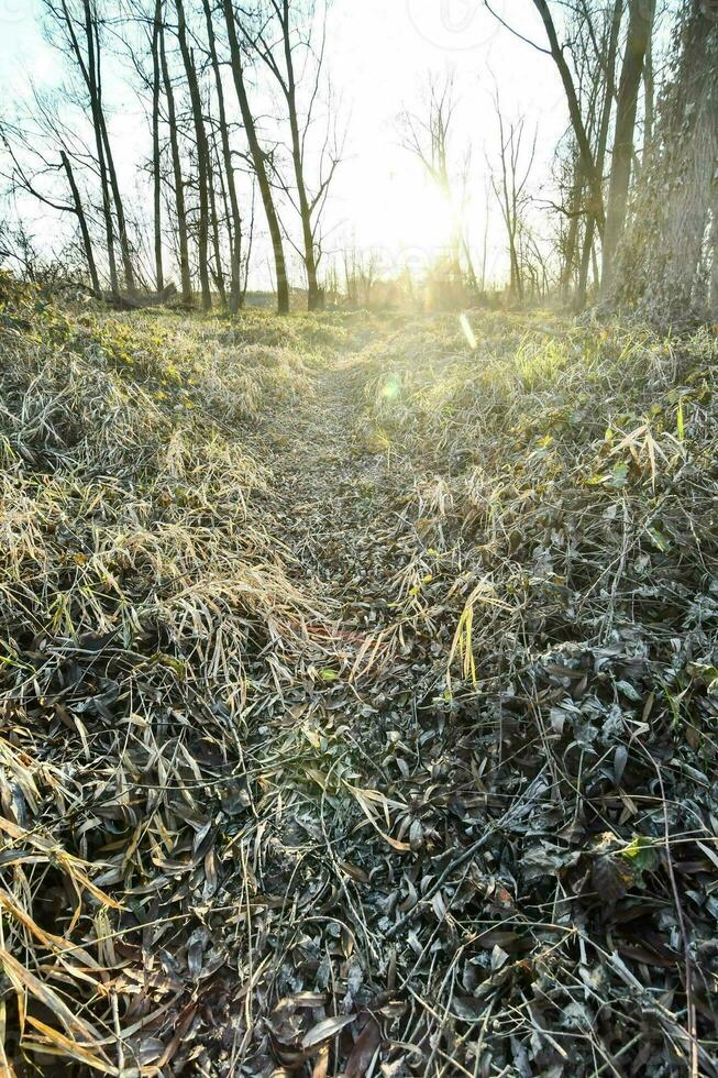 een pad in de bossen met gras en bomen foto