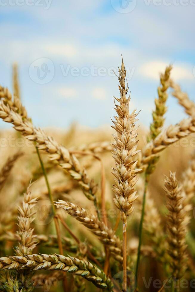 tarwe veld. dichtbij omhoog van tarwe oren. oogsten periode foto