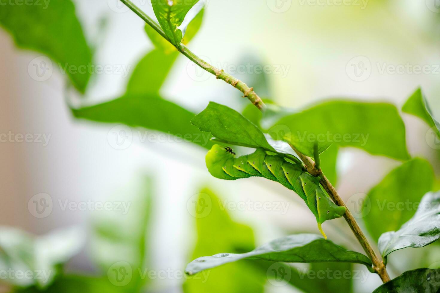 vlinder-rups papilio machaon Aan een groen blad fabriek Aan een zomer dag foto