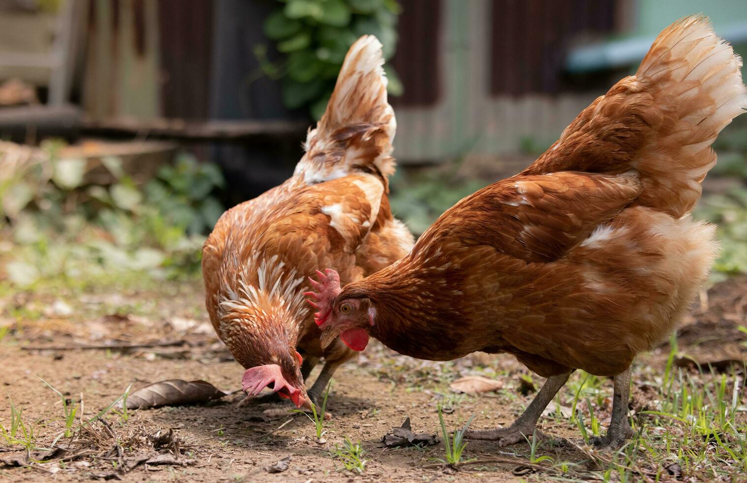 verhogen de houdende kip ei door toelaten hen naar voeden van nature. kosten spaargeld van vee concept. foto