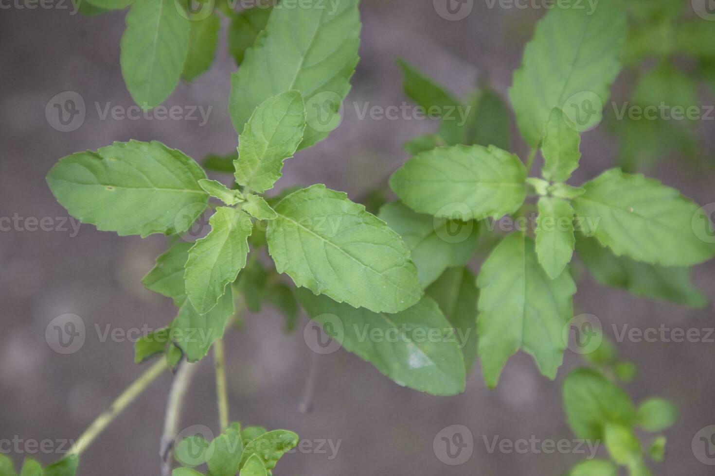 geneeskrachtige basilicum of groene biologische tulsi bladeren plant foto