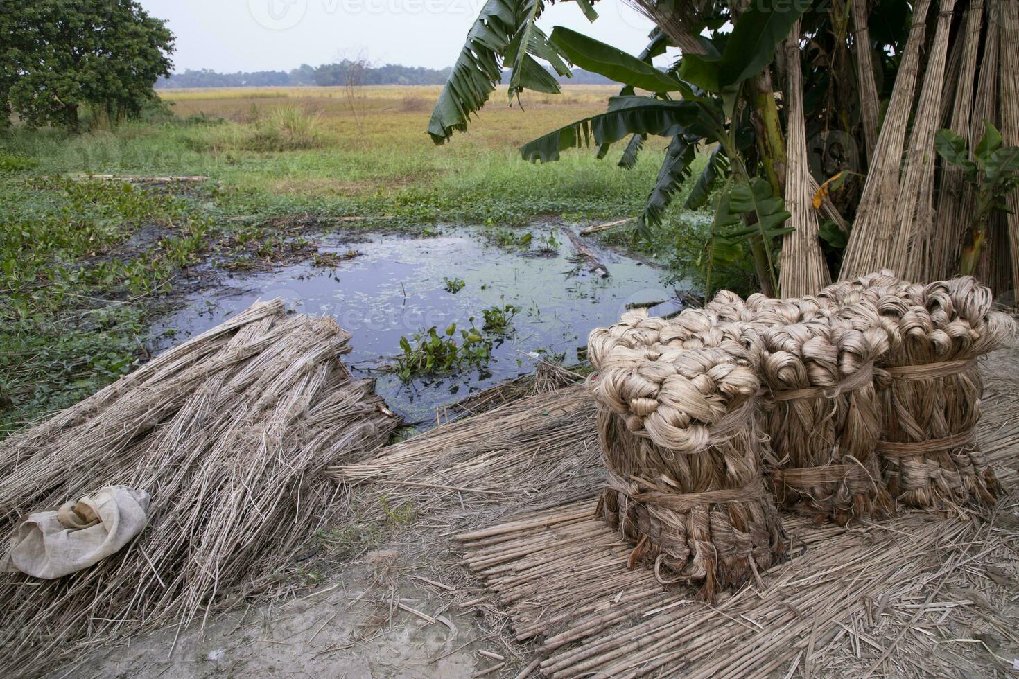 een dik bruin bundel van rauw jute- heeft Aan de grond. deze is de gebeld gouden vezel in Bangladesh foto