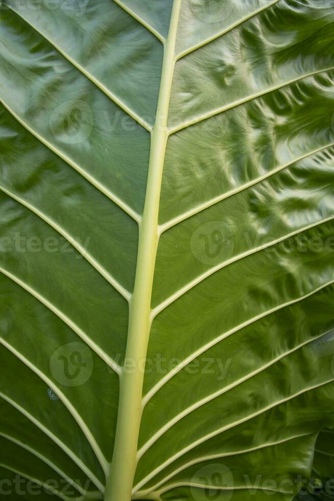 groen alocasia of olifant oor bladeren patroon structuur achtergrond foto