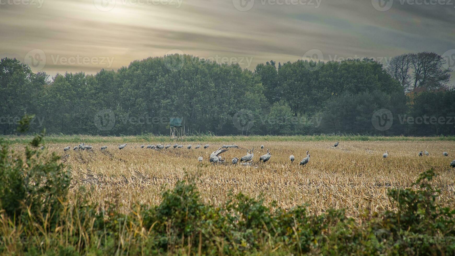 kranen Bij een resting plaats Aan een geoogst maïs veld- in voorkant van een Woud. vogelstand foto