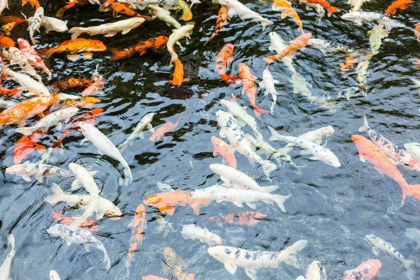 koi vis met water rimpeling, oranje en wit vis in de vijver foto