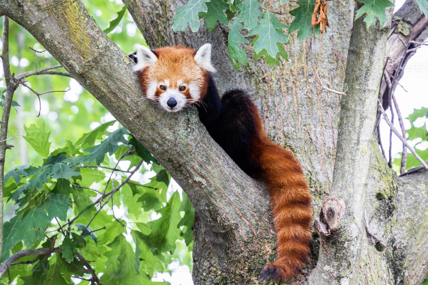 schattige rode panda die lui op een boom rust foto