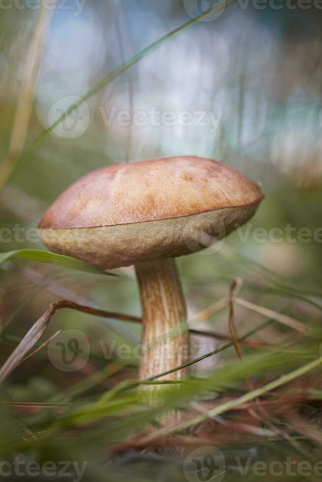 mooi berk boleet berk paddestoel, ruw boletus of bruine dop schimmel in gras met herfst bladeren. foto