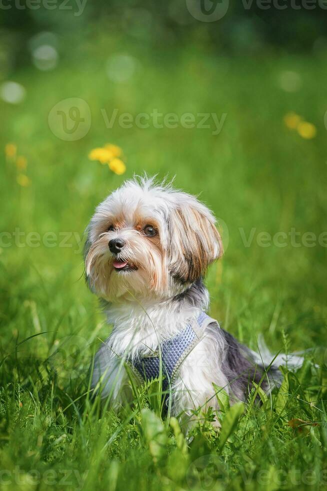 mooi puppy van bolognese hond. foto