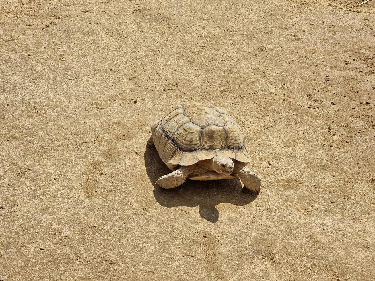 de schildpad op het zand foto