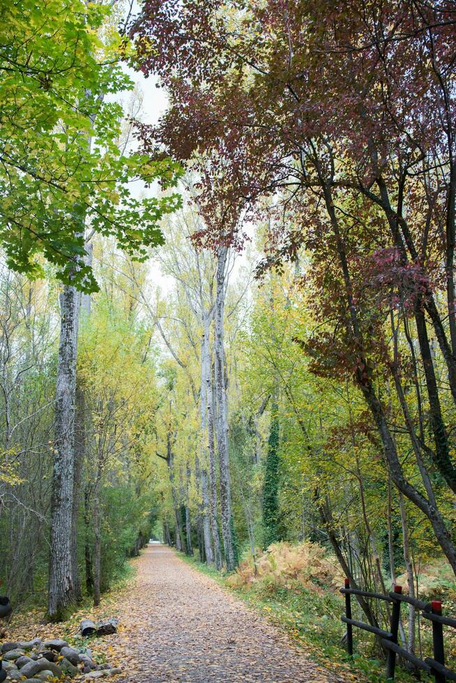 Woud in herfst. wandelen pad met Nee mensen foto