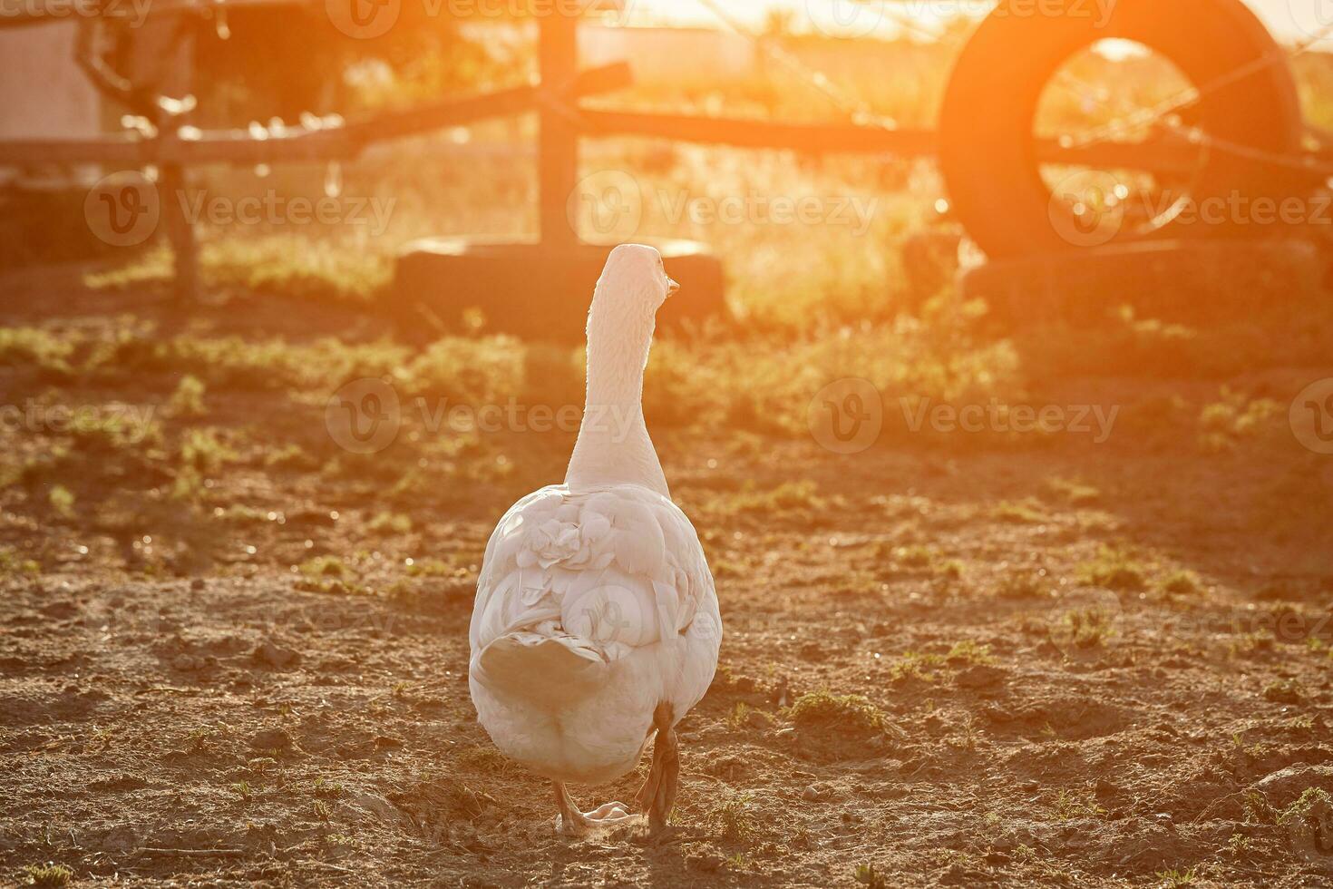 wit gans genieten van voor wandelen in tuin. huiselijk gans. gans boerderij. huis gans. zon gloed foto