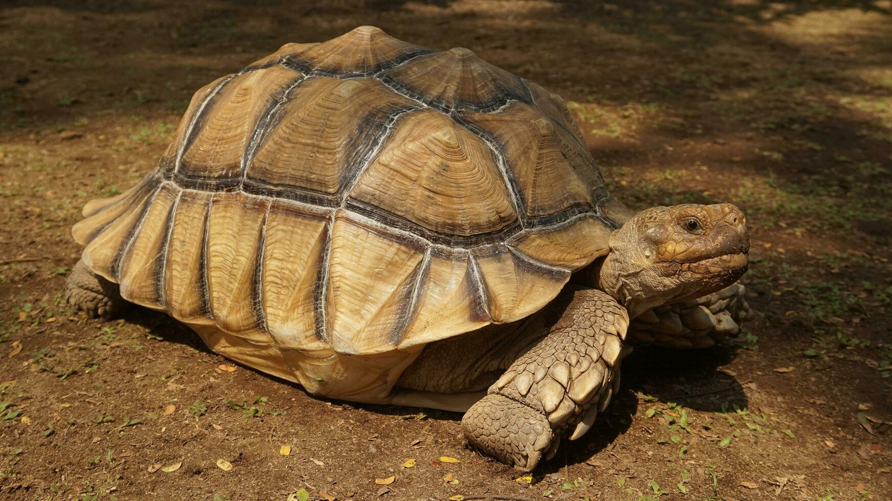 een groot bruin schildpad wandelingen Aan de grond foto