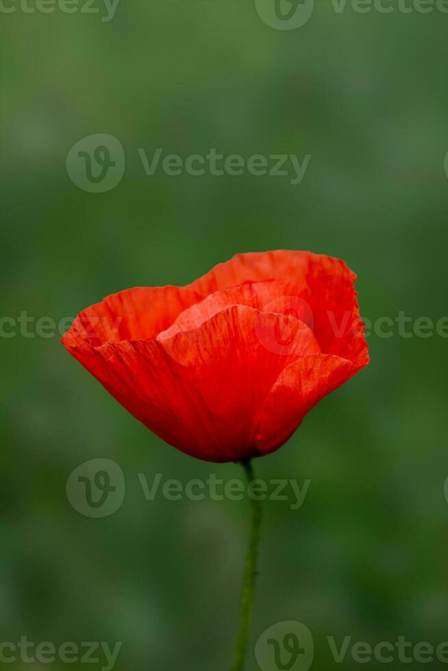 wild papaver of papaver bloemen Aan de veld. natuurlijk achtergrond foto