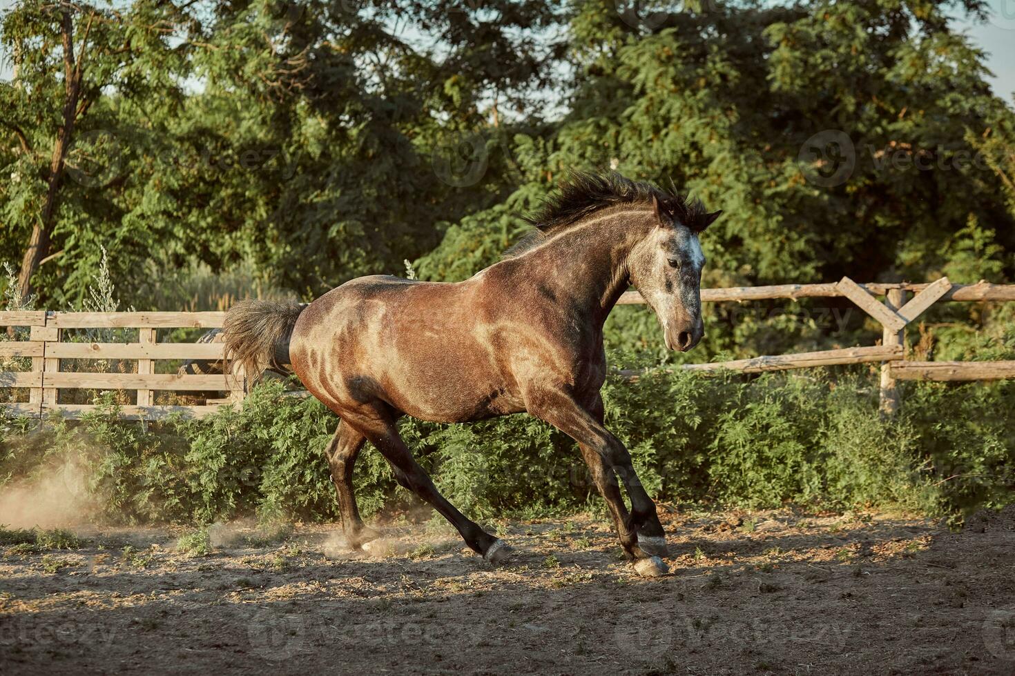 paard rennen in de paddock Aan de zand in zomer foto