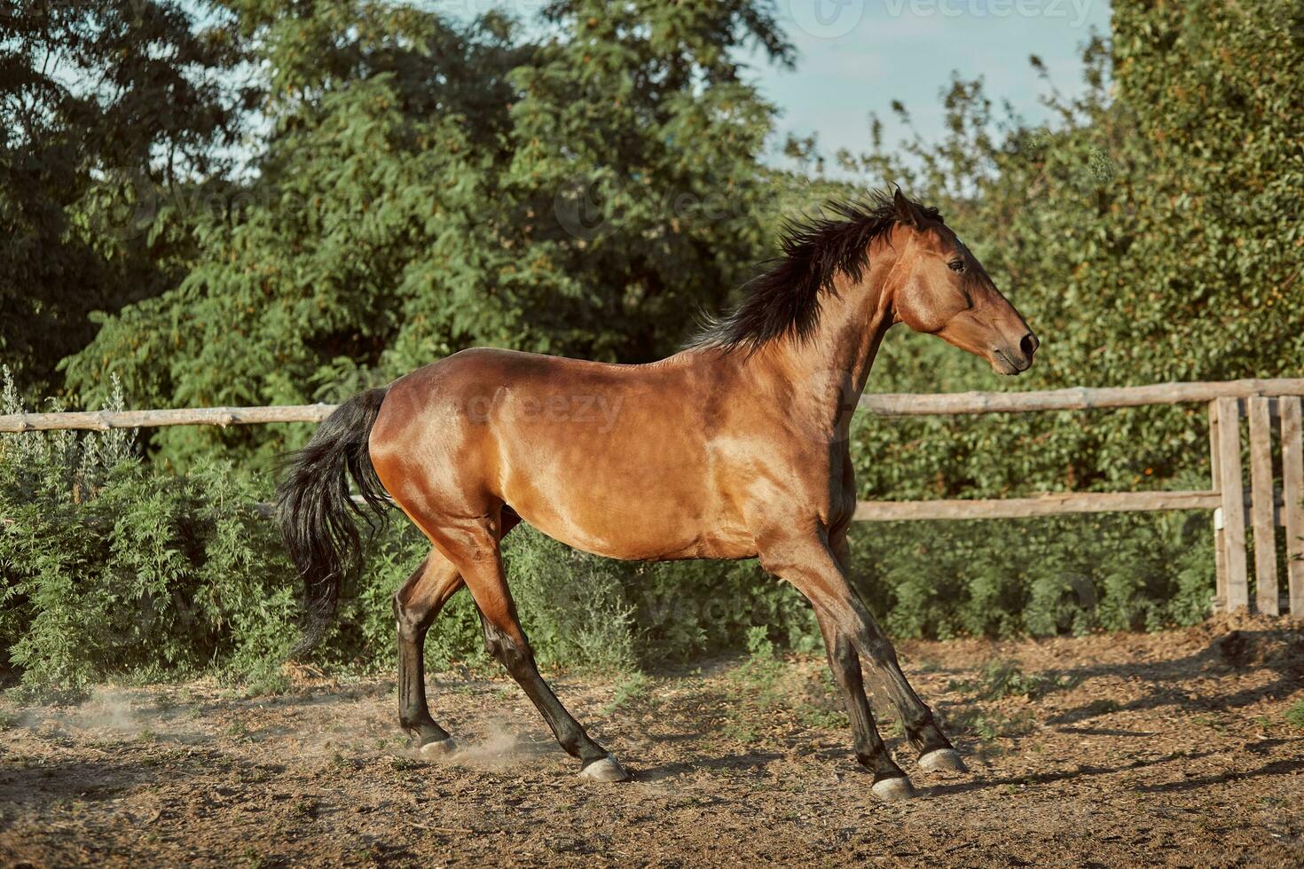 paard rennen in de paddock Aan de zand in zomer foto