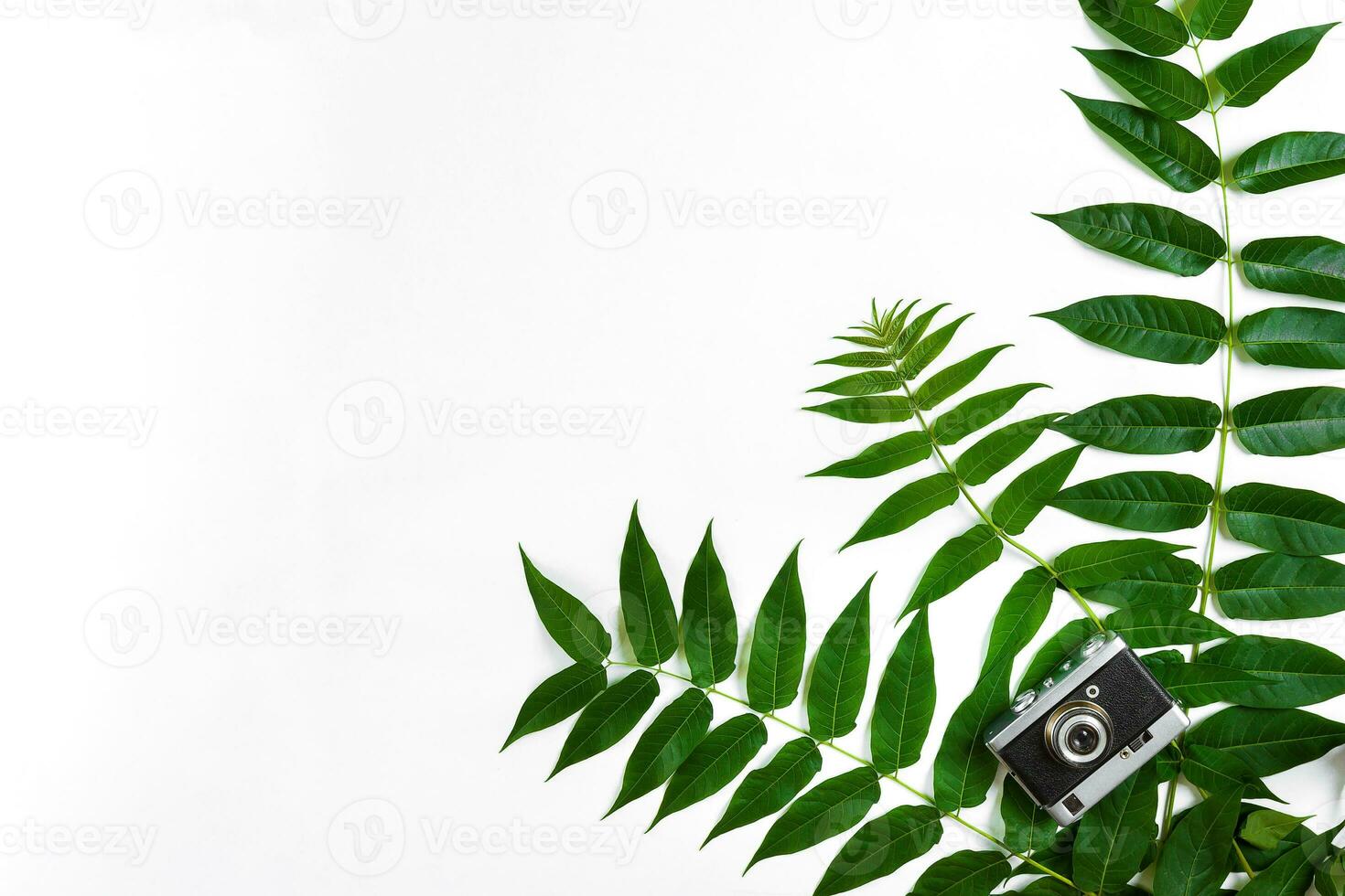 groen bladeren en oud camera Aan wit achtergrond, zomer achtergrond. top visie foto